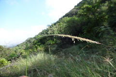 Enteropogon monostachyos